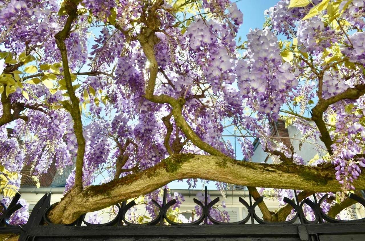 Bed and Breakfast Wisteria Fontainebleau Exteriér fotografie